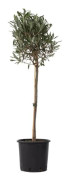 Olivier - Olea europaea - Höjd 90-100cm - d21cm