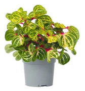 Blodblad - Iresine herbstii - Höjd 20-30cm - d13cm
