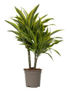 Dragonnier - Dracaena deremensis 'Lemon Lime' - Höjd 60-70 cm - d17 cm