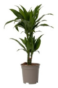 Dragonnier - Dracaena deremensis 'Janet Craig' - Höjd 60-70cm - d17cm