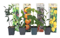 Blandning av fruktträd - Set om 8 - Höjd 25-40cm - d9cm