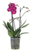 Phalaenopsis Multiflora - Lila orkidé - Kruka 12cm - Höjd 35-45cm