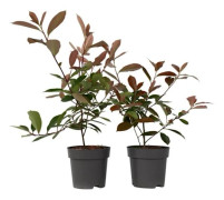 Valnötblad - Set om 4 - Photinia fraseri 'Red Robin' - H30-40cm - d17cm