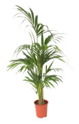 Palm Kentia - Howea forsteriana - Höjd 130-140 cm - d21 cm