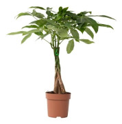 Pengpengap - Pachira aquatica - Höjd 60-70cm - d17cm