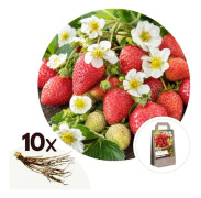 Fraisier - Set om 10 - Fragaria elsanta - Rhizomer - Röd