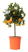 Citronträd - Citrus mitis 'Calamondin' - Höjd 55-65cm - d19cm