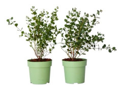 Gommier - Set om 2 - Eucalyptus 'Botanic Hearts' - Höjd 35-45cm - d15cm