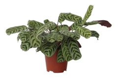Sovande Plante - Set med 2 - Ctenanthe 'burle-marxii' - Höjd 30-40cm - d14cm