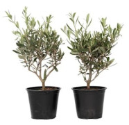 Olivier - Set om 4 - Olea europaea - Höjd 25-40cm - d14cm