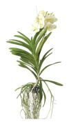 Orkidé - Vanda 'Tayanee White' - Höjd 45-55 cm