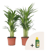 Dypsis Lutescens - Palm - Pokon - Paket med 2 - Kruka 17cm - Höjd 60-70cm