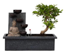Bonsaï - Bonsai - Höjd 25-35cm - d29cm