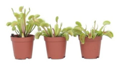 Vänus flugfångare - Set om 3 - Dionaea muscipula - Höjd 5-15cm - d5,5cm