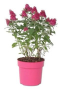 Buddleja Candy 'Petit Rubis' - Buddleia - Buske - Kruka 19cm - Höjd 30-40cm
