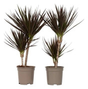 Dragonnier - Set om 2 - Dracaena marginata 'Magenta' - Höjd 70-80cm - d17cm