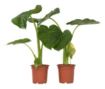 Planta med stora blad - Set om 2 - Alocasia Macrorrhizos - H60-70cm - d17cm