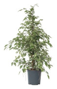 Ficus pleureur - Ficus Benjamina 'Twilight' - Höjd 100-110cm - d21cm