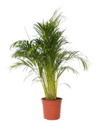 Palmareka - Dypsis lutescens - Höjd 140-150cm - d27cm