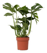 Planta med hål - Monstera deliciosa - Höjd 70-80 cm - d21 cm