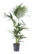 Palmkåpa Kentia - Howea forsteriana - Höjd 90-100cm - d18cm