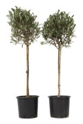 Olivier - Set om 2 - Olea europaea - Höjd 90-100cm - d21cm