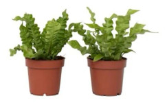 Fjäderbräken - Asplenium nidus 'Crispy Wave' - Höjd 25-40 cm - d12 cm