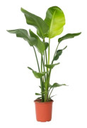 Paradiso fågel - Strelitzia nicolai - Höjd 90-110cm - d21cm