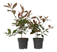 Valnötblad - Set om 2 - Photinia fraseri 'Red Robin' - H30-40cm - d17cm