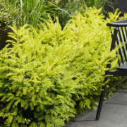 Idegran - Taxus baccata Goldstrike (Storlek: 25-30 C2)
