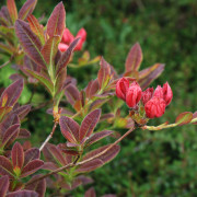 Trädgårdsazalea - Rhododendron Knap Hill Berry Rose (Storlek: 40-50 C5)