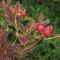 Cramers Blommor