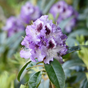 Rododendron - Rhododendron cataw. hybr. Blue Peter (Storlek: 30-40 C5)