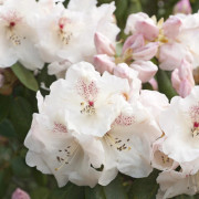 Rododendron - Rhododendron william. hybr. Gartendirektor Rieger (Storlek: 40-50 C5)