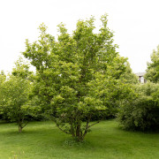 Praktmagnolia - Magnolia x soulangeana Alba Superba (Storlek: busk C3)