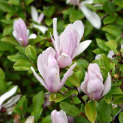 Liljemagnolia - Magnolia liliiflora George Henry Kern (Storlek: busk C2)