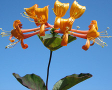 Vildkaprifol - Lonicera periclymenum Mandarin (Storlek: C2)