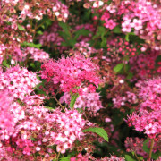 Rosenspirea - Spiraea japonica 'Sapho' (Storlek: busk C3,5)