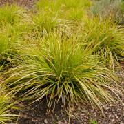 Oshimastarr - Carex oshimensis EverColor ® Everillo (Krukstorlek: C2)