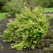 Japansk Berberis - Berberis thunbergii Pow-Wow (Storlek: busk C2)