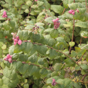 Snöbär/Doorenbossnöbär - Symphoricarpos x doorenb. Magic Berry (Storlek: 30-40 C3)