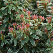 Japansk Buskrosling - Pieris japonica Little Heath (Storlek: 40-45 C2)