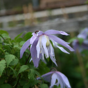 Klematis - Clematis atragene Ballerina in Blue (Eximia) (Storlek: C2)
