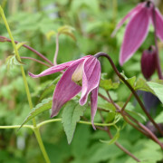 Klematis - Clematis atragene Columella (Storlek: C2)
