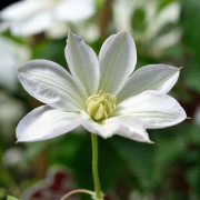 Klematis Storblommig - Clematis patens Shirayukihime (Storlek: C2)