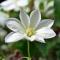 Cramers Blommor