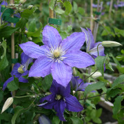 Klematis Storblommig - Clematis patens Rhapsody (Storlek: C2)