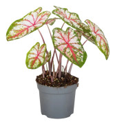 Kaladium - Caladium 'Tapestry' - Höjd 25-35cm - ⌀13cm