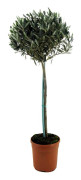 Olivträd - Olea europaea - Höjd 155-170cm - ⌀19cm