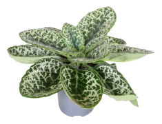 Kornettblomssläktet - Streptocarpus - Höjd 25-35cm - ⌀13cm